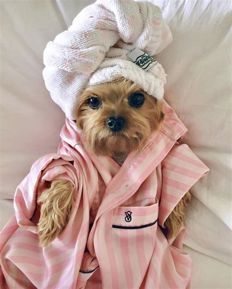 Pampered puppies - Country Paws Pampered Puppies. 12 likes. Shopping & retail